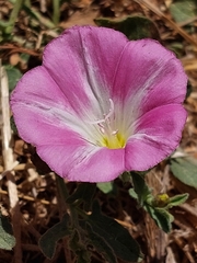 Convolvulus arvensis