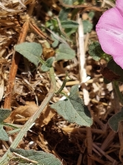 Convolvulus arvensis