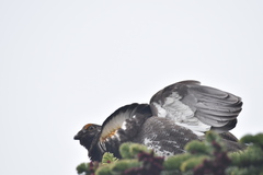 Dendragapus fuliginosus