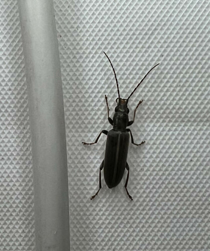 Oxycopis falli