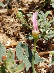 Convolvulus arvensis