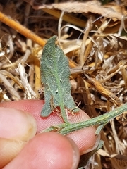 Convolvulus arvensis