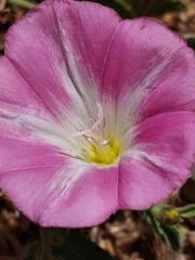 Convolvulus arvensis