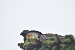 Dendragapus fuliginosus