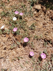 Convolvulus arvensis