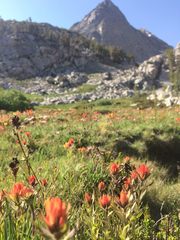 Castilleja peirsonii