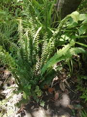 Nephrolepis cordifolia