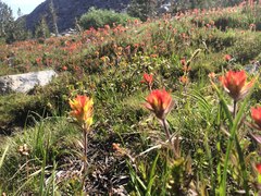 Castilleja peirsonii