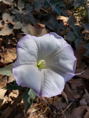 Datura wrightii