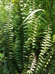 Nephrolepis cordifolia
