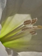 Datura wrightii