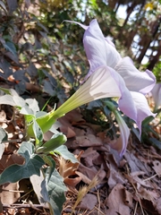 Datura wrightii
