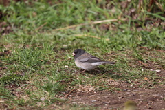 Junco