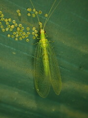 Chrysopa quadripunctata