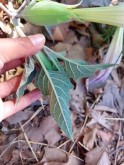 Datura wrightii