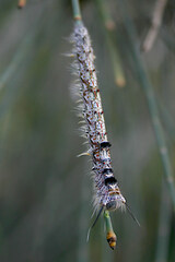 Pernattia pusilla
