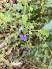 Dampiera hederacea