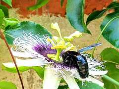 Xylocopa mexicanorum