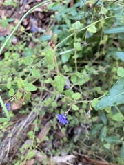 Dampiera hederacea