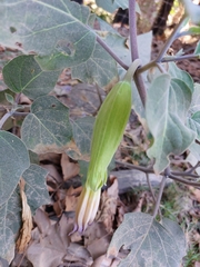 Datura wrightii