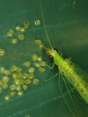 Chrysopa quadripunctata