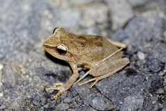 Eleutherodactylus portoricensis