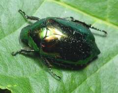 Callistethus auronitens