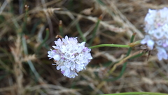 Armeria sampaioi