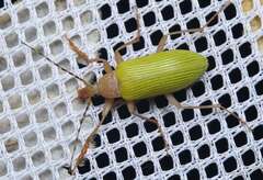 Cteniopinus