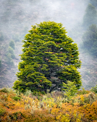 Lenga (Nothofagus pumilio)