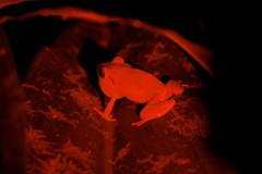 Eleutherodactylus antillensis