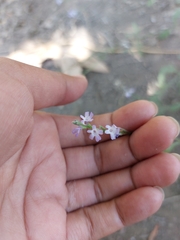 Verbena menthifolia
