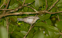 Herpsilochmus atricapillus