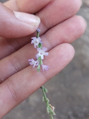 Verbena menthifolia