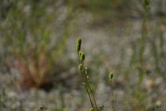 Sanguisorba occidentalis