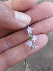 Verbena menthifolia