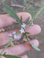 Verbena menthifolia