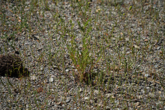 Sanguisorba occidentalis