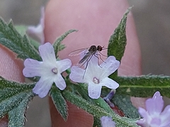 Verbena menthifolia