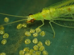 Chrysopa quadripunctata