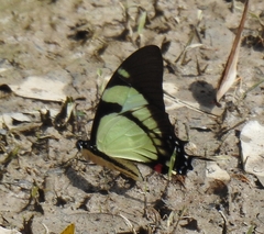 Eurytides callias