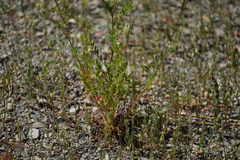 Sanguisorba occidentalis