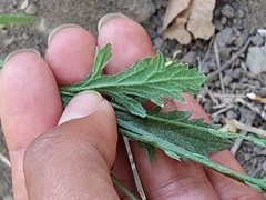 Verbena menthifolia