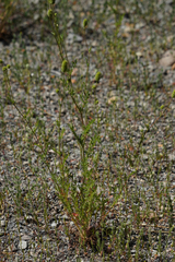 Sanguisorba occidentalis