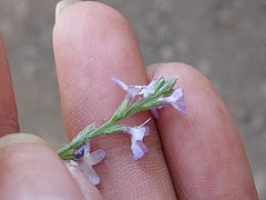 Verbena menthifolia