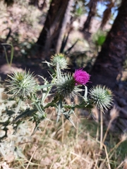 Cirsium vulgare