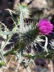 Cirsium vulgare