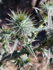 Cirsium vulgare