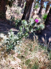 Cirsium vulgare