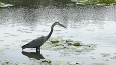 Ardea herodias